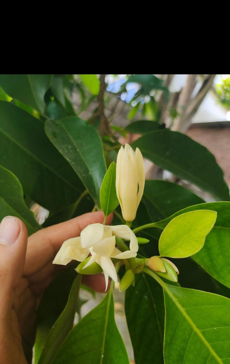 果花的花语和寓意有哪些？它们各自代表什么？