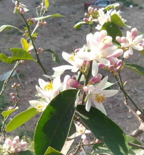果花的花语和寓意有哪些？它们各自代表什么？