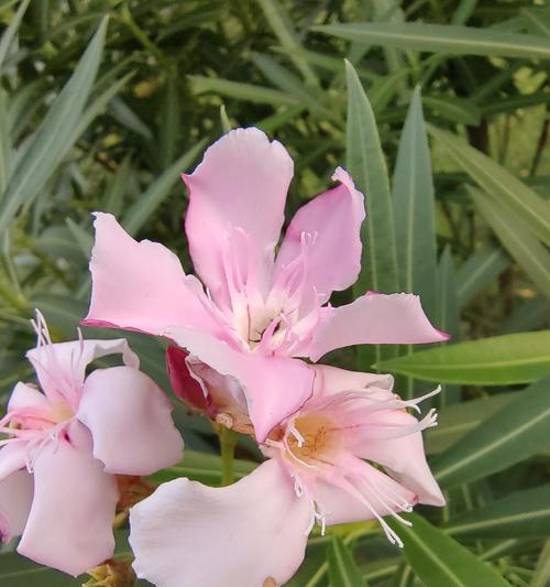 夹竹桃花语暗示什么？夹竹桃的花语有哪些特别含义？