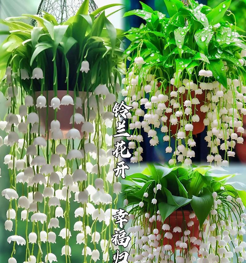 哪些花语与幸福相关？幸福的花语有哪些？