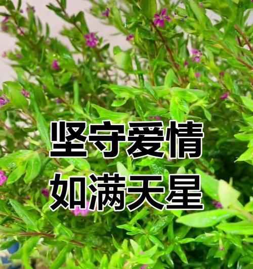 无悔永恒的爱花语代表什么？