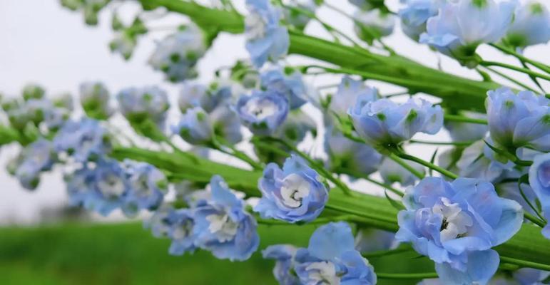 小花飞燕草的花语是什么？它在花语中传达了什么？