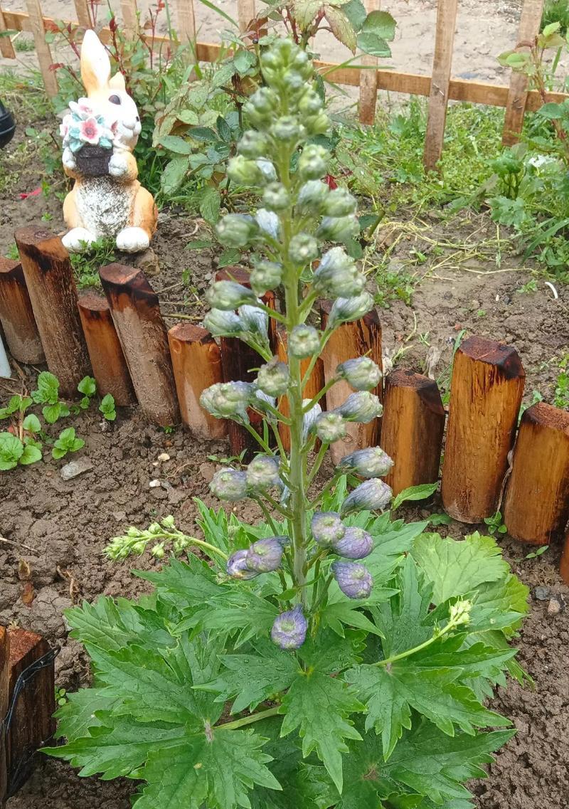 小花飞燕草的花语是什么？它在花语中传达了什么？