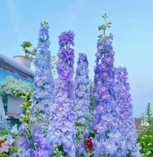 小花飞燕草的花语是什么？它在花语中传达了什么？