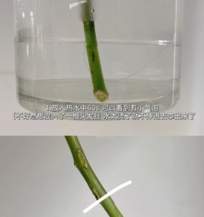 家里的玫瑰花蔫了代表什么？它预示着什么？