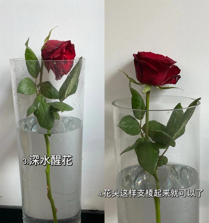 家里的玫瑰花蔫了代表什么？它预示着什么？