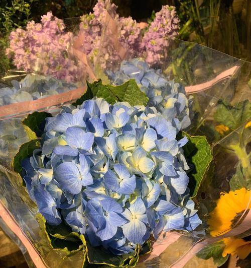 无尽夏的花语有何深意？