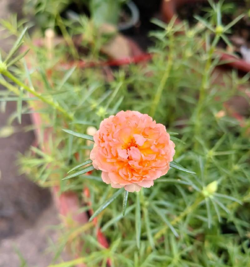哪种花的花语代表否定句？它通常用来表达什么？