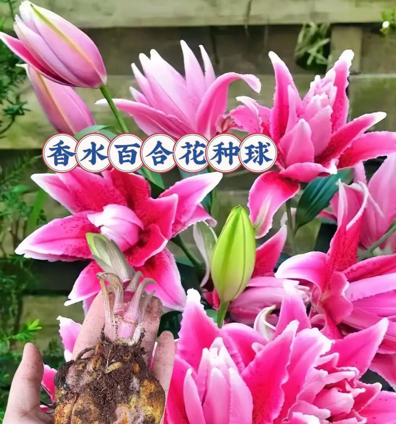 哪种花的花语代表否定句？它通常用来表达什么？