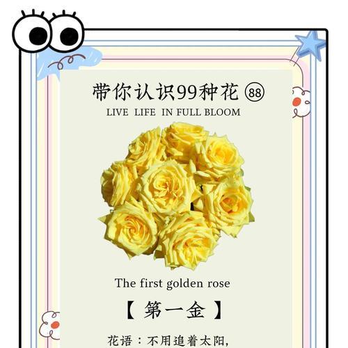 阿秀的玫瑰花语有何特别之处？