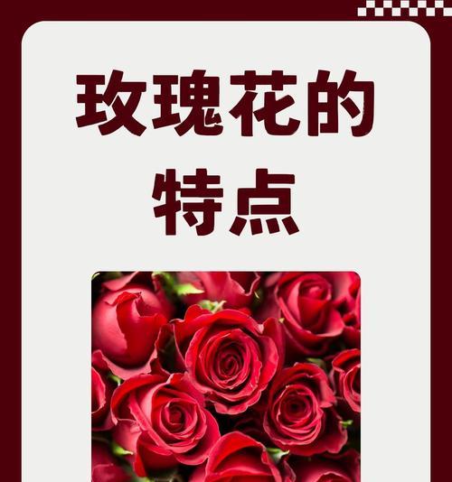 阿秀的玫瑰花语有何特别之处？