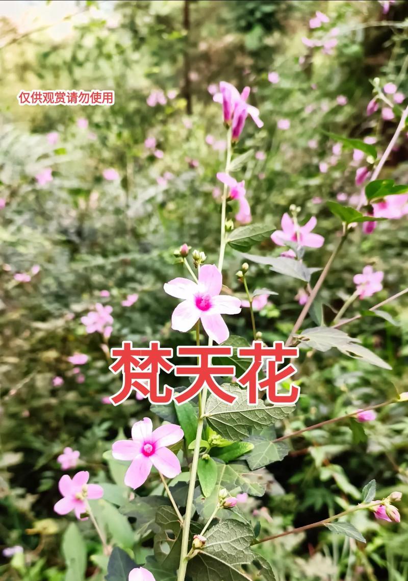天云草实的花语有哪些？