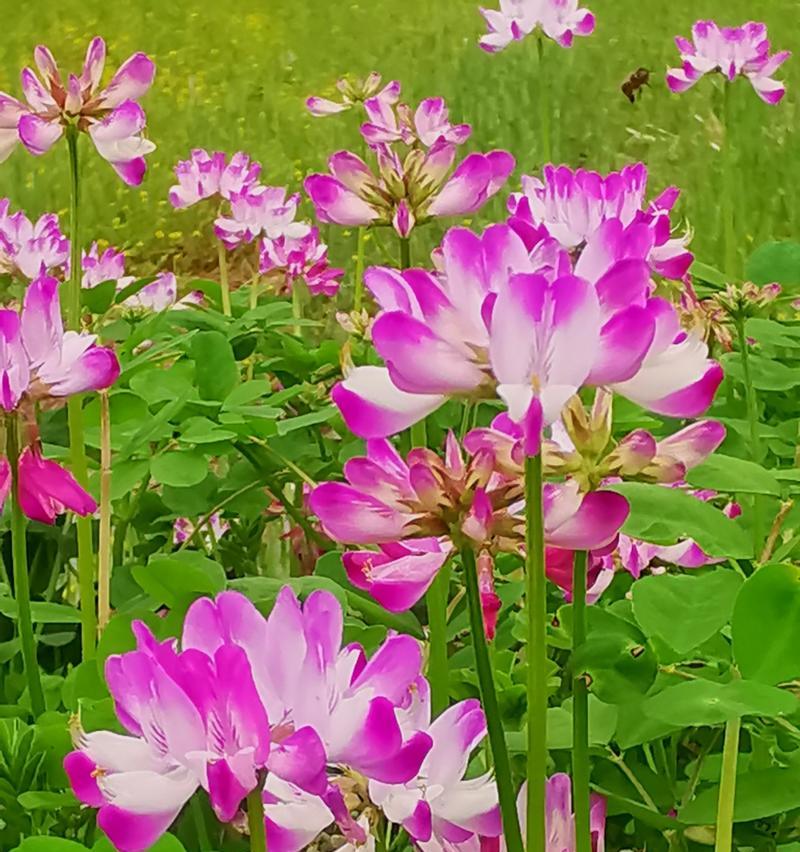 天云草实的花语有哪些？