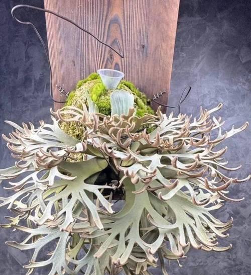邪恶的花语有哪些？花语中哪些寓意代表邪恶？
