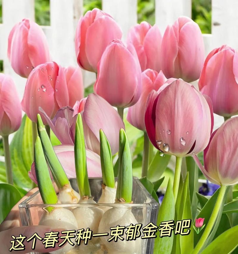东山公园郁金香的花语是什么？它象征着什么？