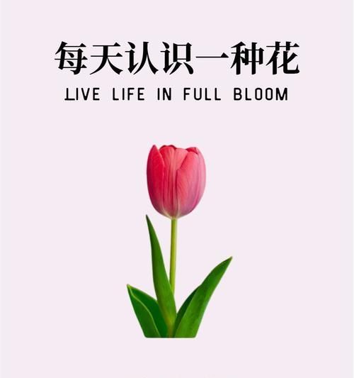 东山公园郁金香的花语是什么？它象征着什么？