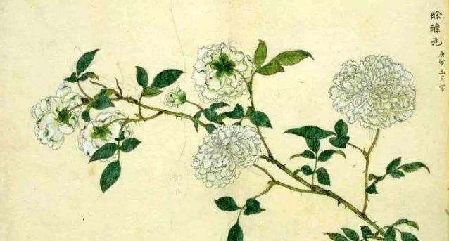 尸体花的花语是什么？这种花的寓意是什么？