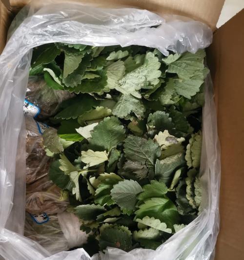 草莓在山丘上的花语有何特别之处？