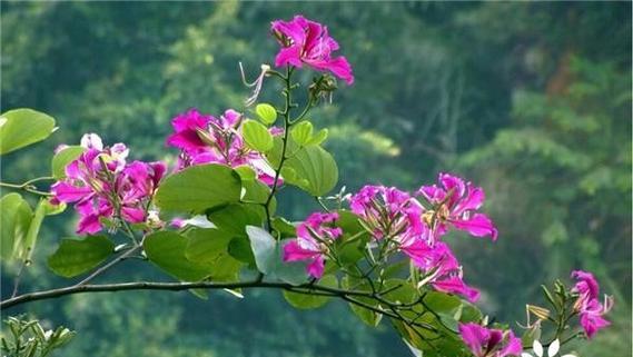 紫荆花简介和花语是什么？这种花语如何表达我们的感情？