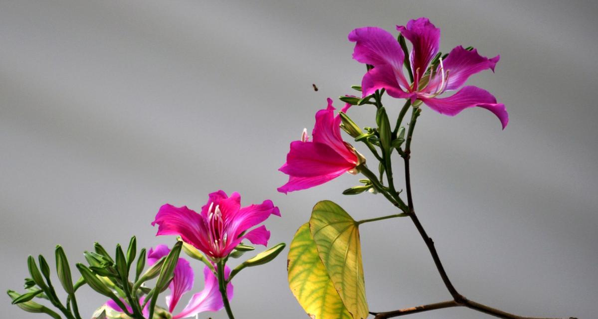 紫荆花简介和花语是什么？这种花语如何表达我们的感情？
