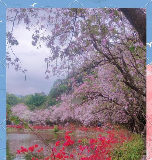 紫荆花简介和花语是什么？这种花语如何表达我们的感情？