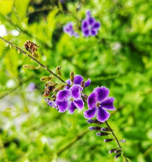 蕾丝配草的花语代表了什么？