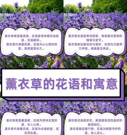 蕾丝配草的花语代表了什么？