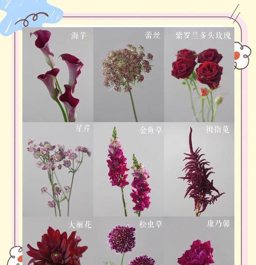 蕾丝配草的花语代表了什么？