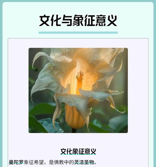 彼岸花的寓意是什么？