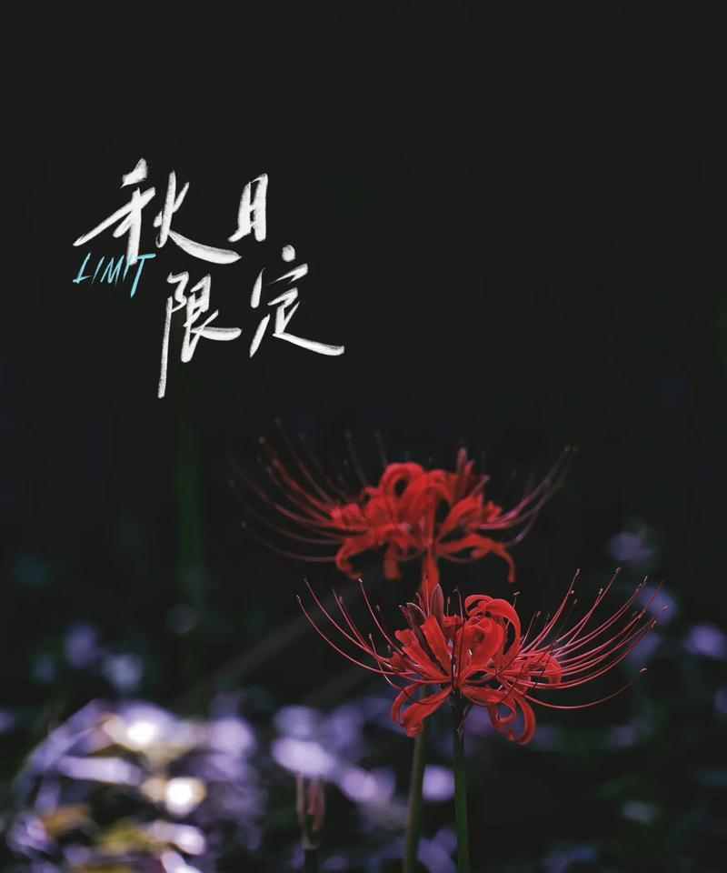 彼岸花的寓意是什么？