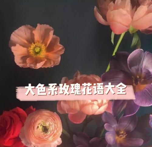 精品玫瑰的花语代表了什么？