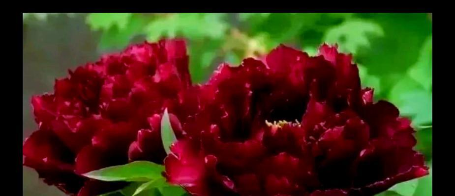 十朵牡丹花的花语是什么意思？