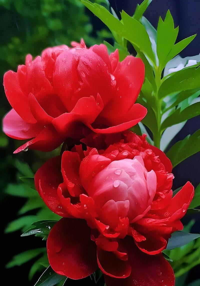十朵牡丹花的花语是什么意思？