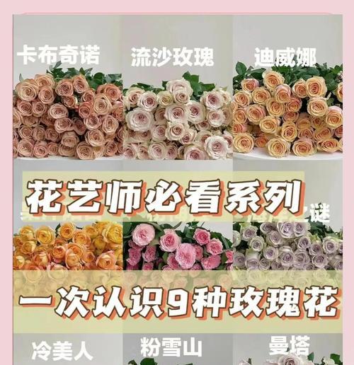 玫瑰花期有哪些特征和花语？