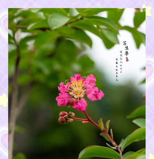 五月盛开的花及其花语有哪些？