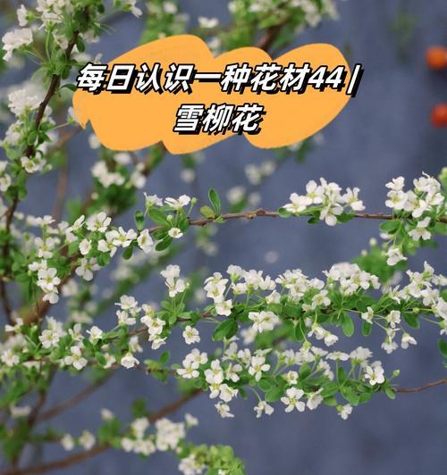 五月盛开的花及其花语有哪些？