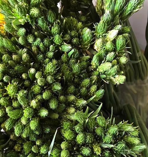 开花机器的花语是什么意思？象征着什么？