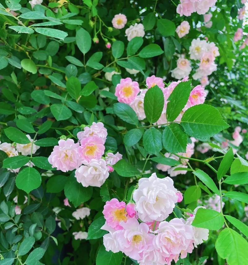 拉风的花语代表什么？