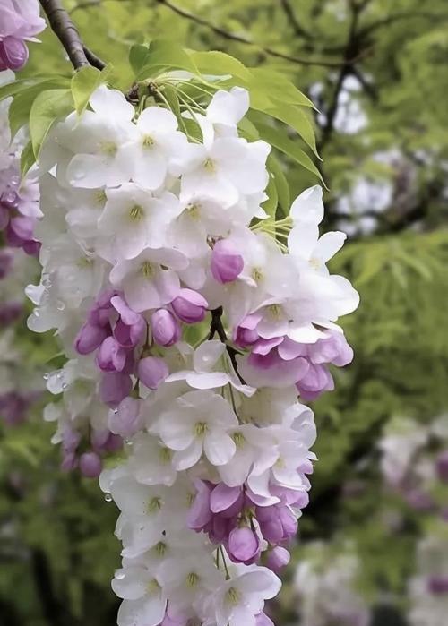 哪种花代表恋人？它的花语是什么？