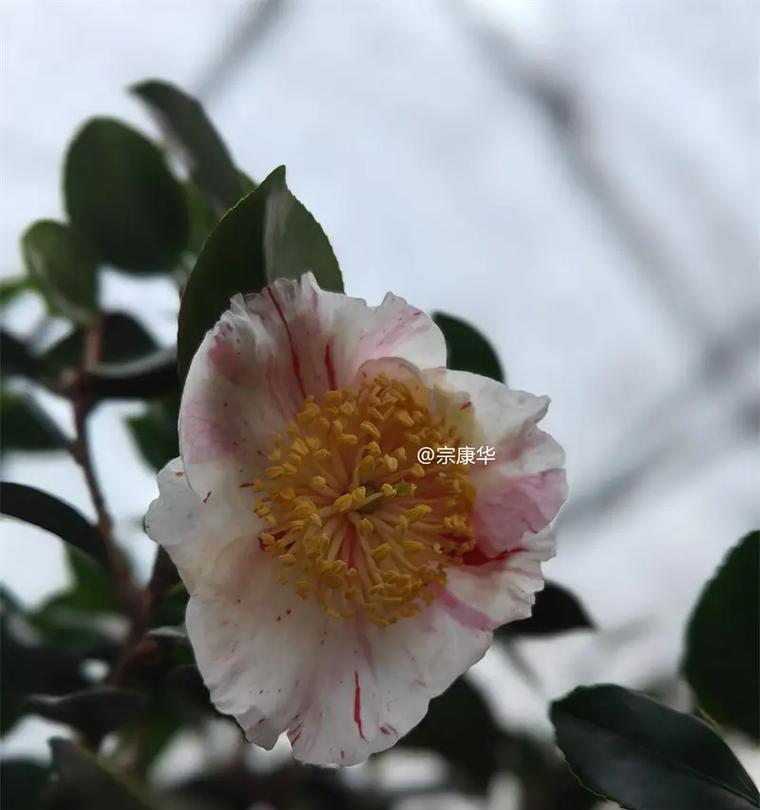 茶花与茶梅的花语有何不同？