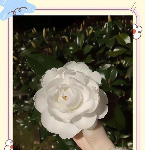 香奈儿的花语是什么？它代表了怎样的情感？
