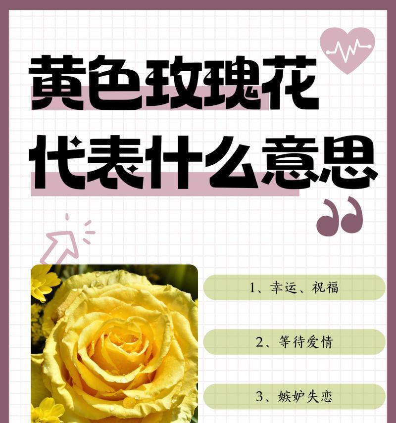 朝鲜姑娘祈祷玫瑰花语是什么？它代表了哪种祈愿？