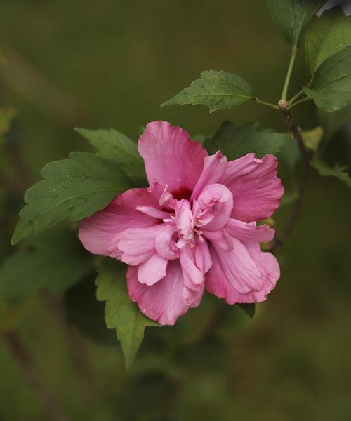槿花的寓意和花语是什么？它象征着什么？
