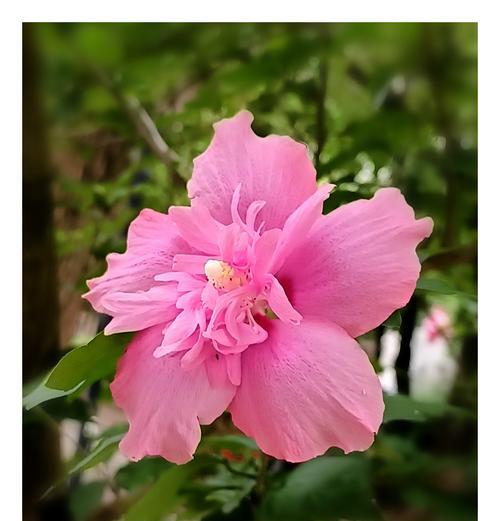 槿花的寓意和花语是什么？它象征着什么？