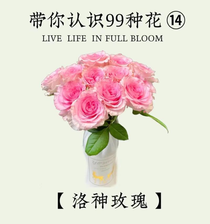 365支玫瑰代表什么花语？
