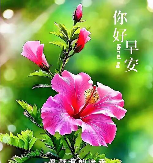 哪种花的花语代表悠闲自在？它传递了怎样的生活态度？