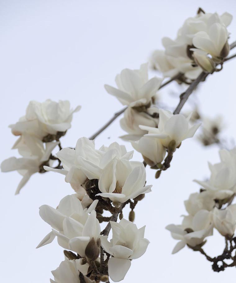 哪种花的花语代表悠闲自在？它传递了怎样的生活态度？