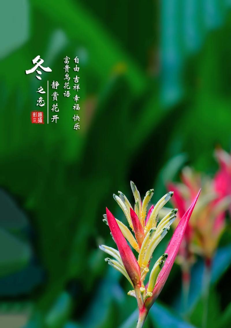 哪种花的花语代表自由？它有何寓意？