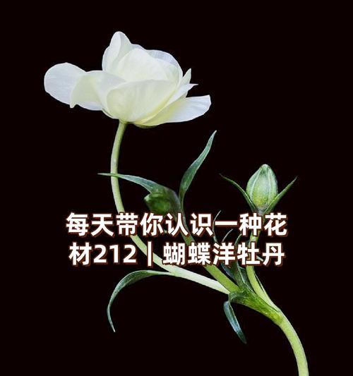 哪种花的花语代表自由？它有何寓意？