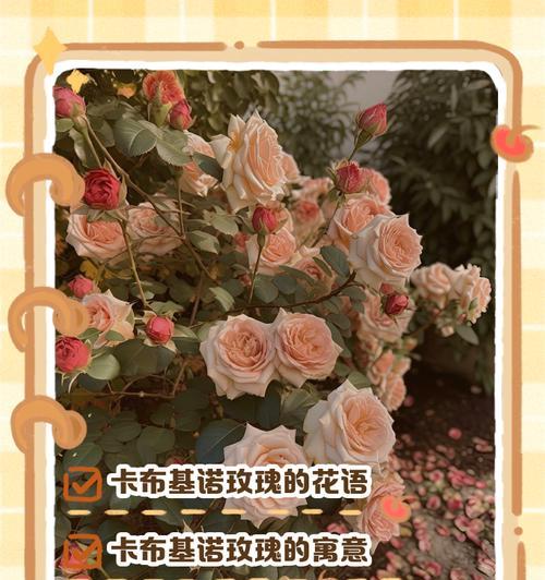 玫瑰报春的花语有何寓意？